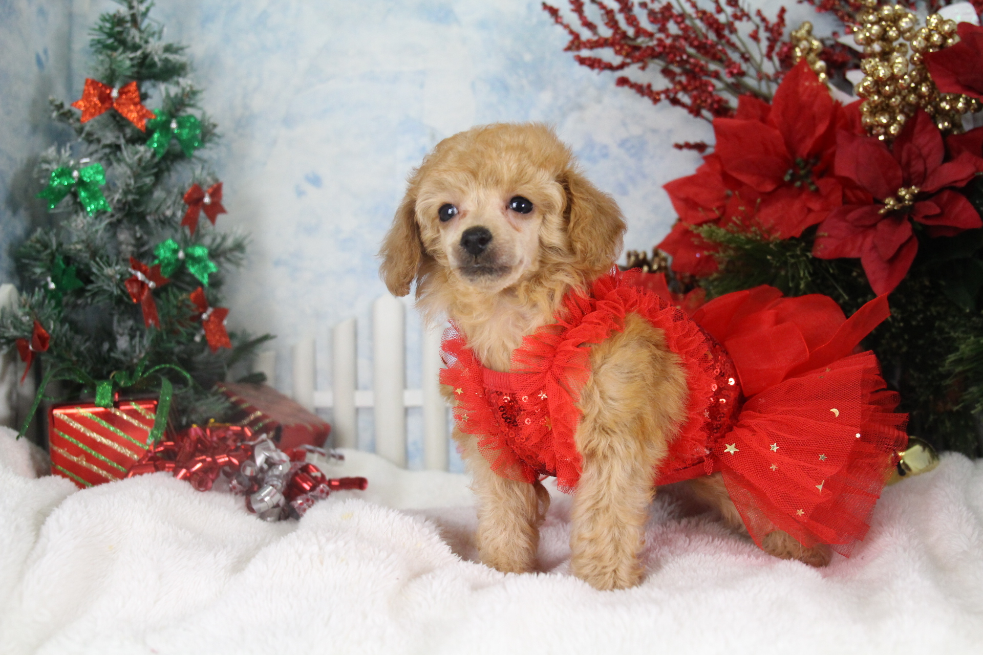 Sunset Acres Kennels Dogs