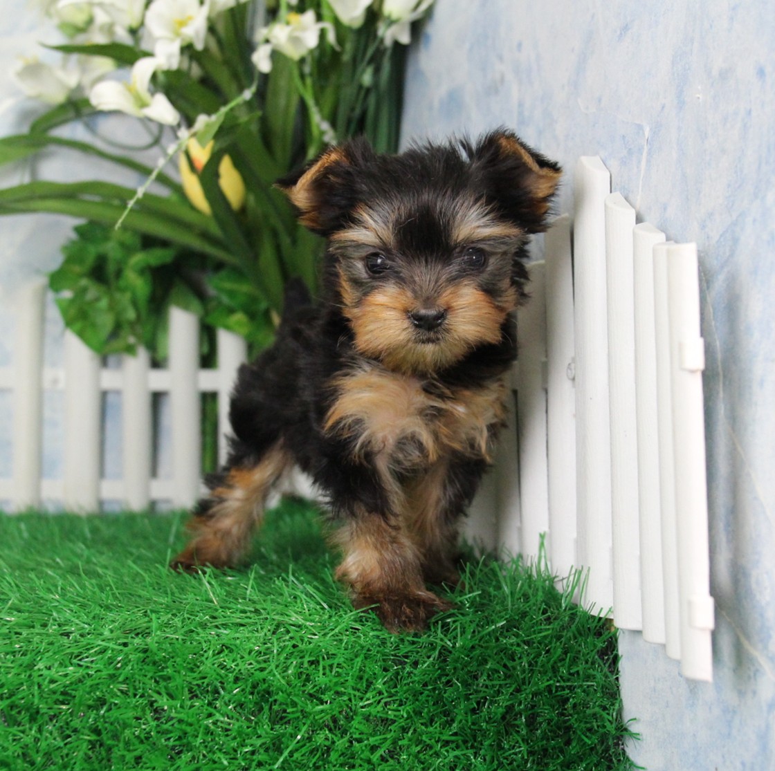 Available Yorkie Puppies for Sale Missouri Sunset Acres Kennels