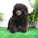 Picture of a dark brown toy poodle.