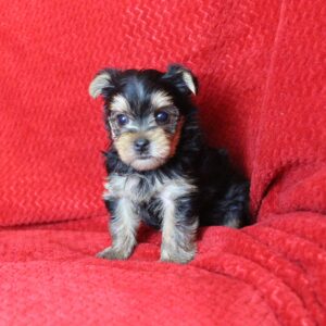 Available Yorkie Puppies for Sale - Missouri | Sunset Acres Kennels