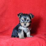 A Yorkie puppy in front of a red backdrop.