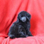 A black poodle puppy in front of a pink back drop.
