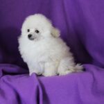 A young white poodle in front of a purple backdrop.